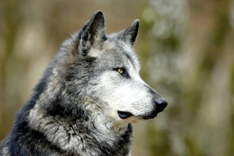 a grey wolf with black eyes looks up
