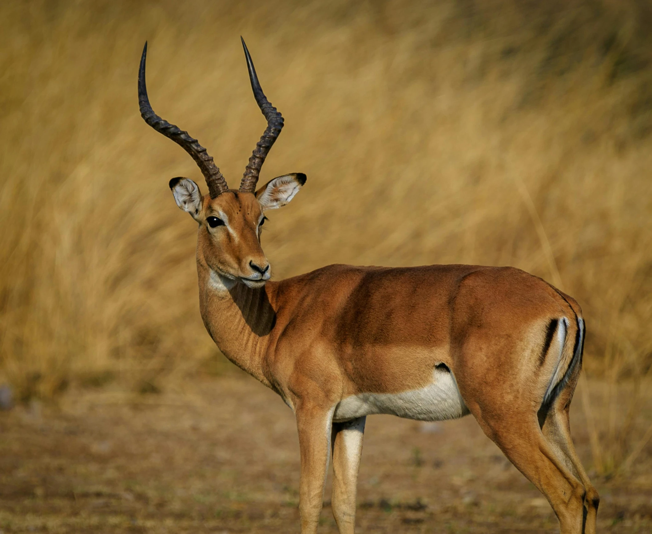 an animal standing in front of some brown grass