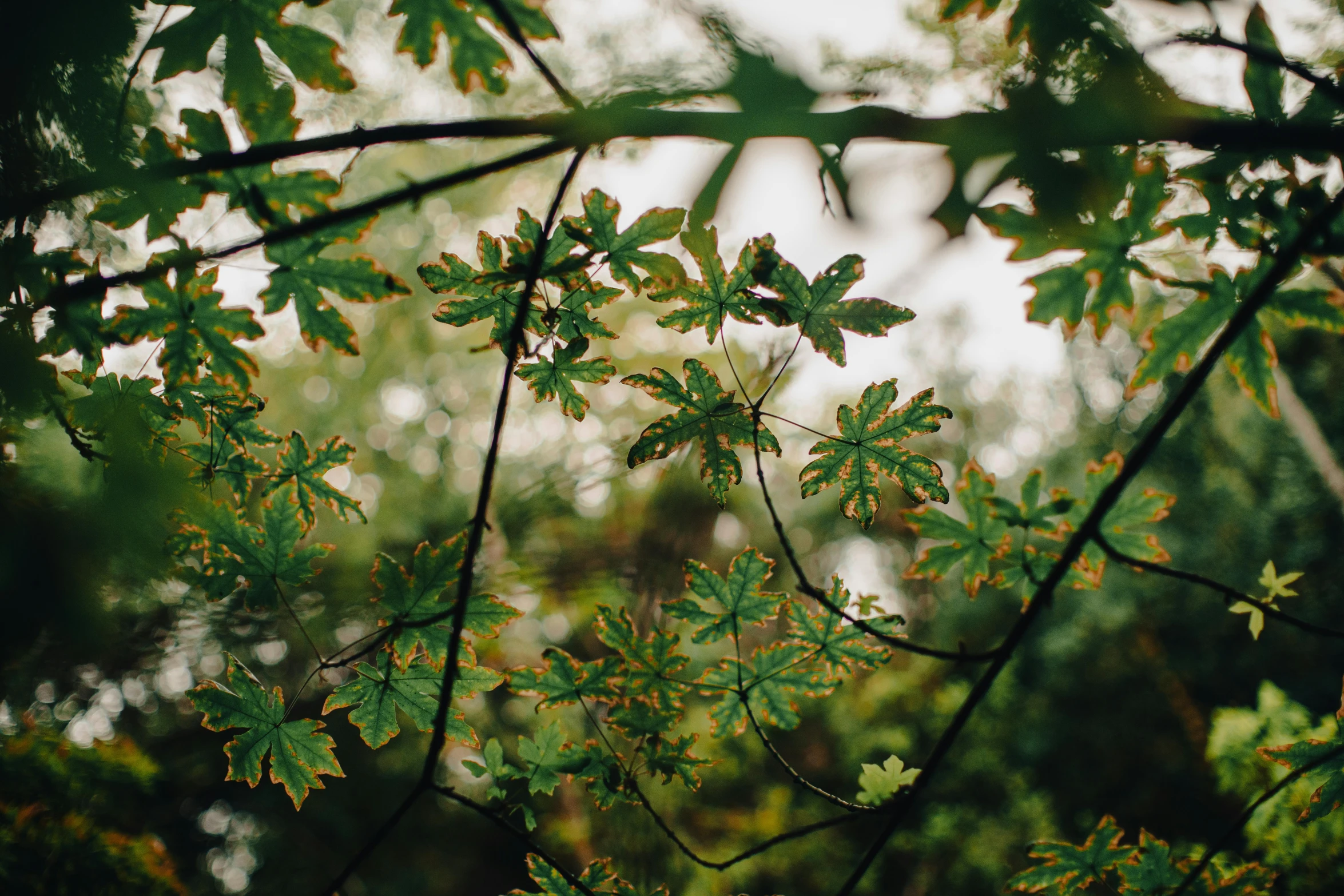 leaves of a tree with the sky in background