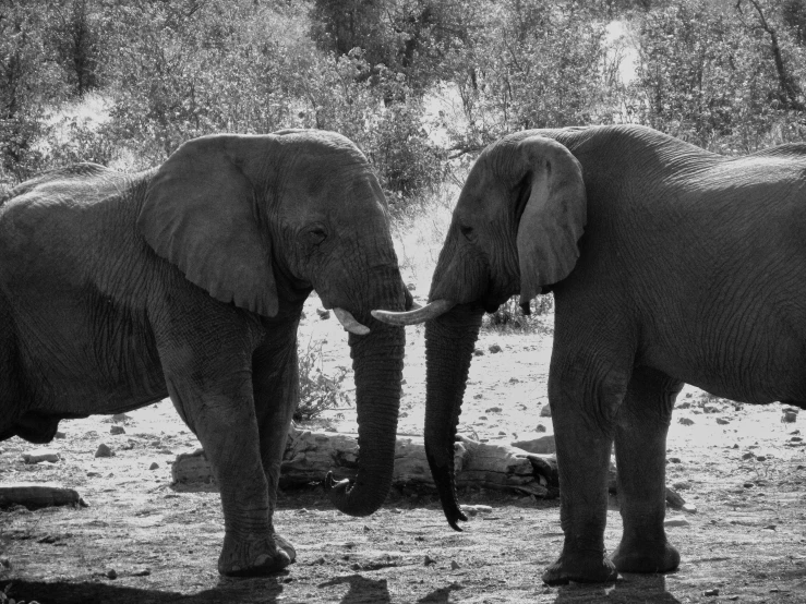 two elephants facing each other and in the wild