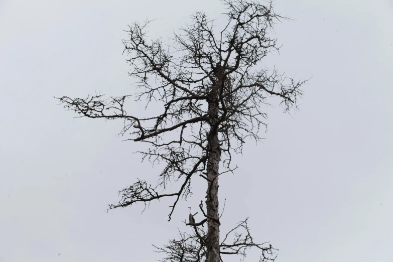 the top of the tree is all barren and has no leaves