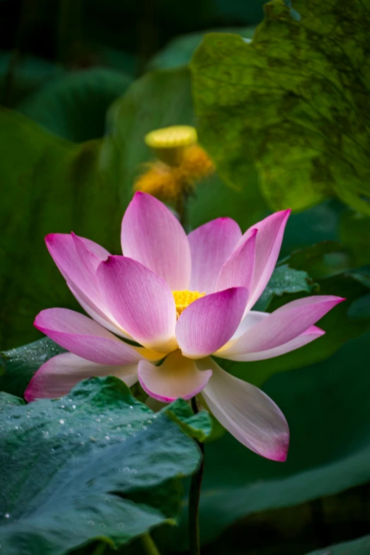 a flower is blooming amongst many foliage