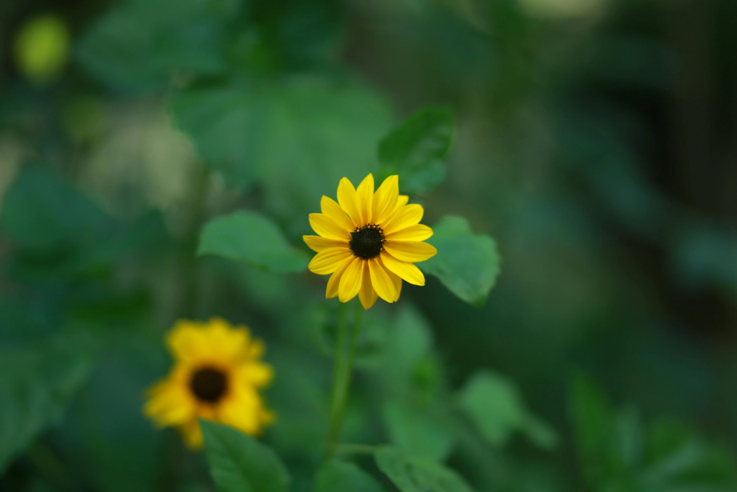 a small yellow flower in the middle of some green leaves