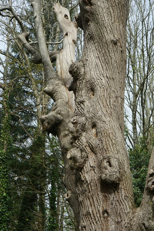 the trunk of the tall tree has several brown heads