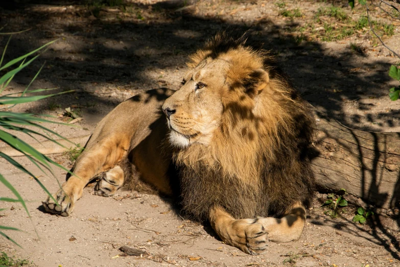 a big cute lion laying on the ground