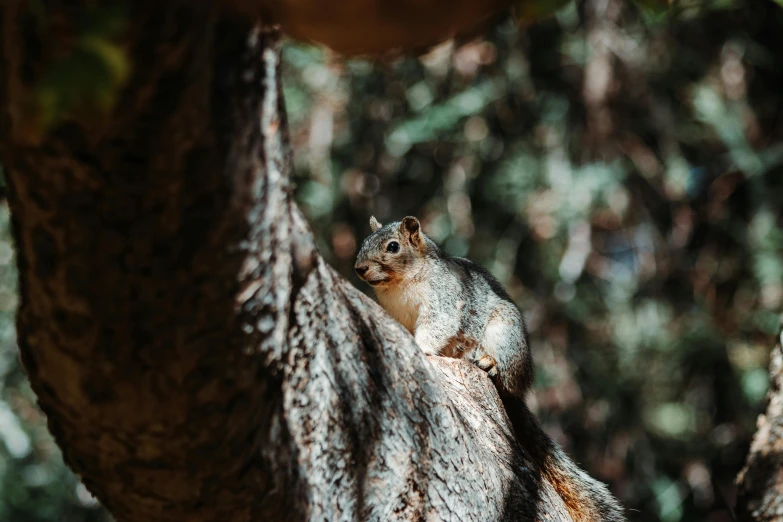 a squirrel is sitting on top of a tree nch