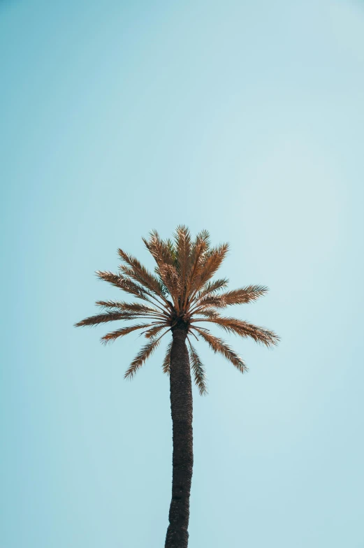 a palm tree is shown on a clear blue day