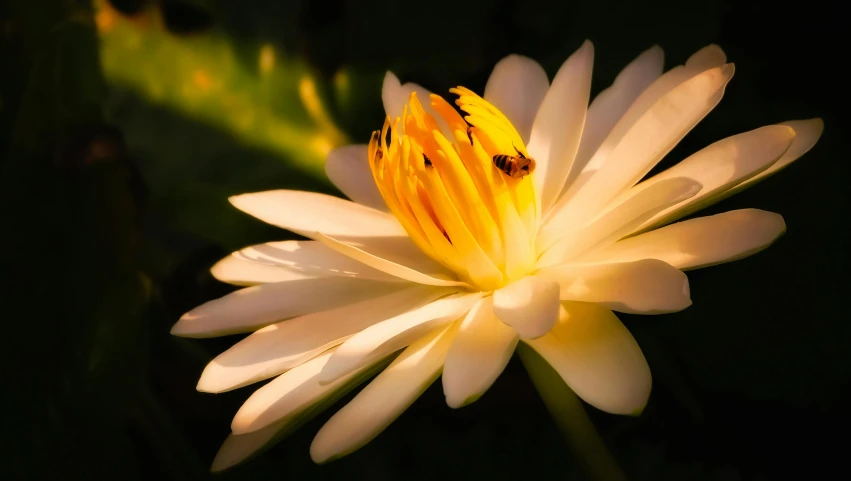 a white and yellow flower sitting in the dark