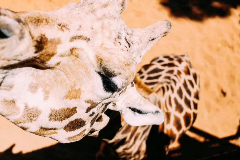 the back end of a giraffe's head facing away from another giraffe