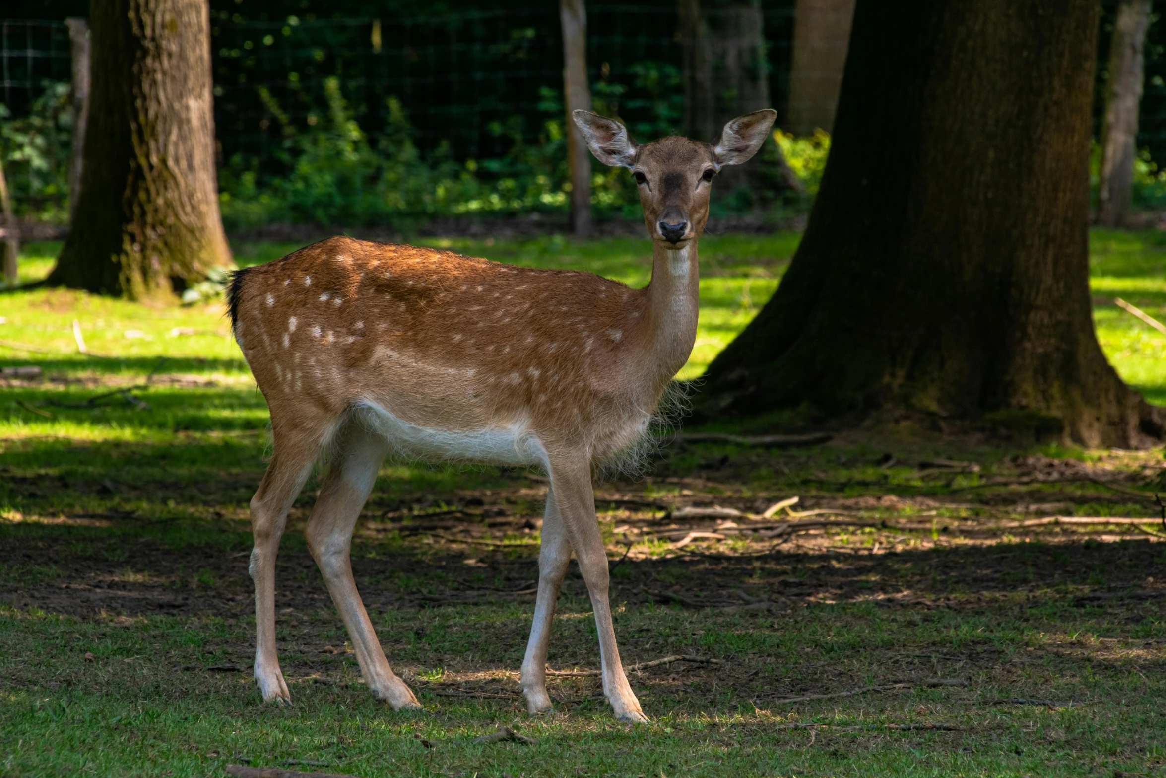 small brown and white animal standing in grassy area