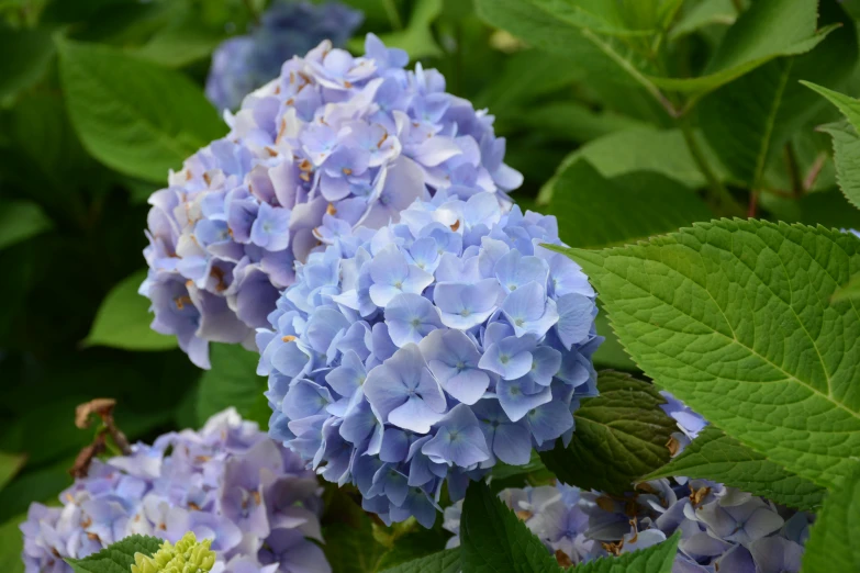 blue flowers with green leaves in a garden