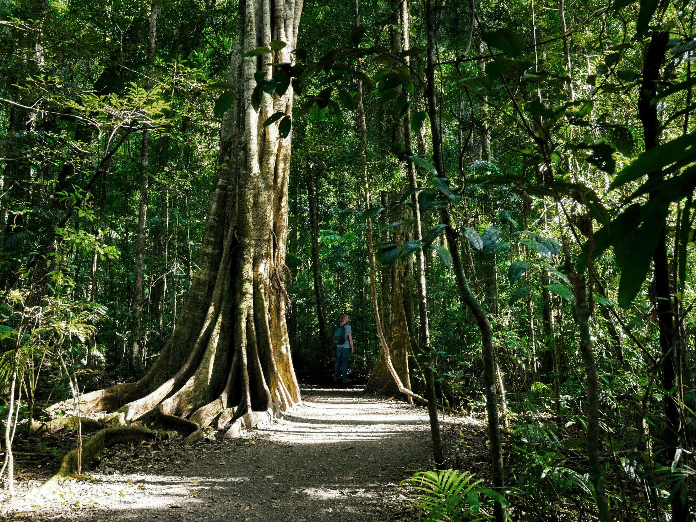 a small path through the tropical jungle with large trees