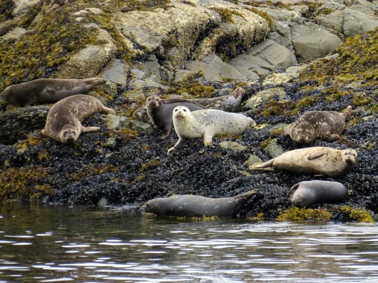 several sea lions walking together on some moss