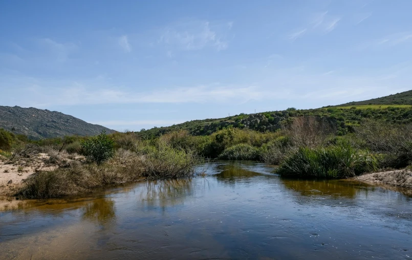 a small stream on the ground and surrounded by greenery