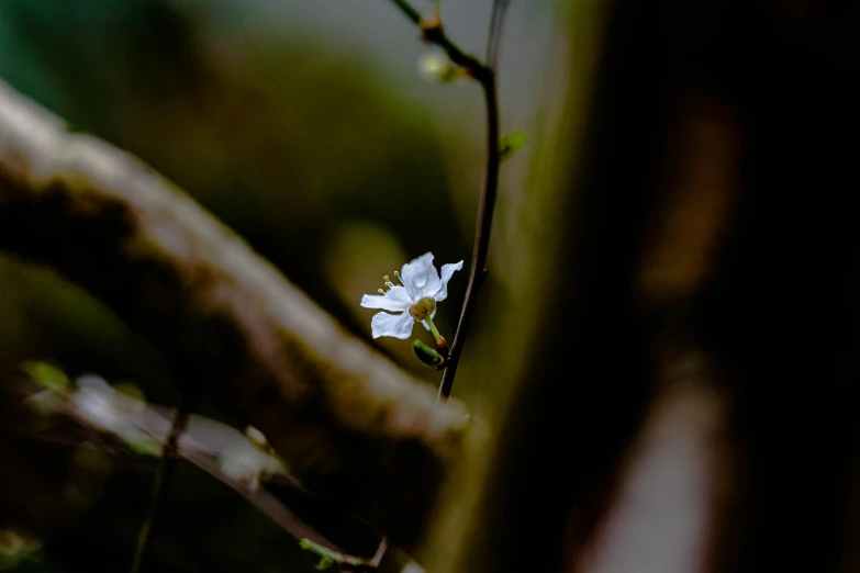 a small white flower on the nch of a tree