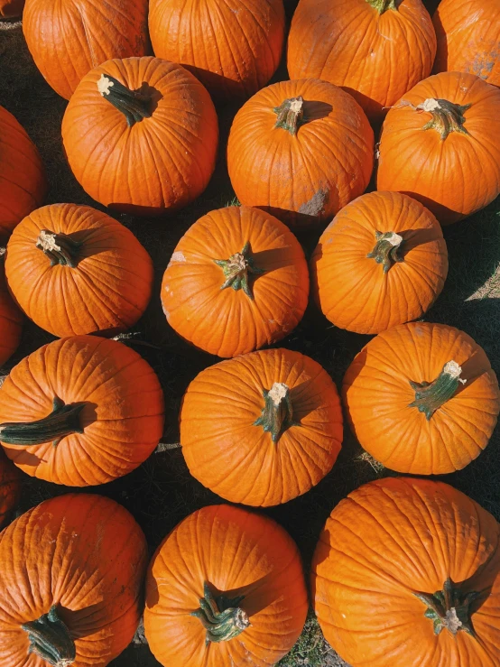 a pile of lots of small pumpkins