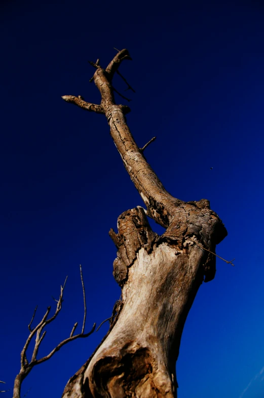 a very old dead tree with some nches missing