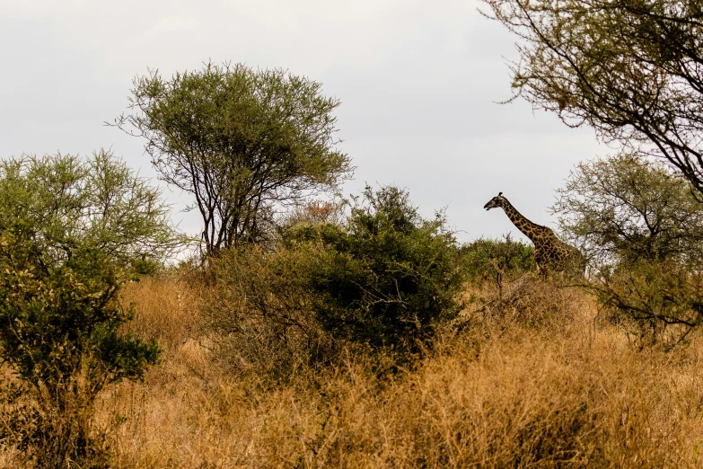 there is a giraffe that is walking through the bushes