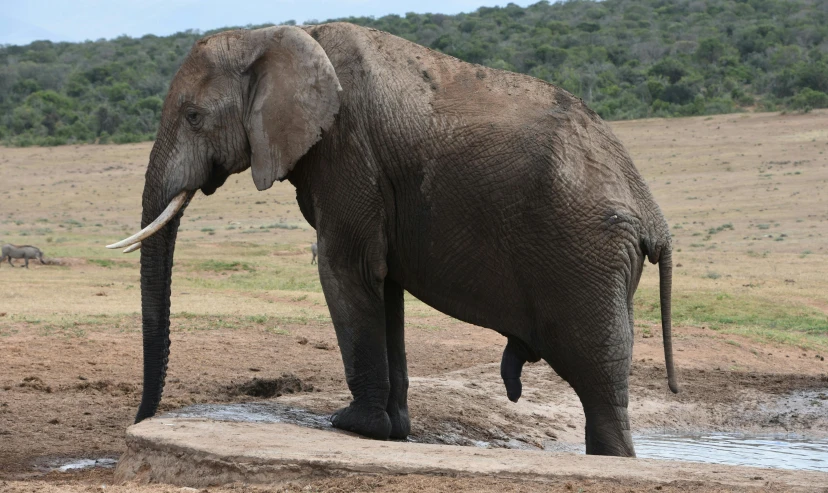 an elephant in the wild drinking from a pond