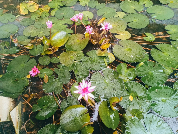 flowers blooming on top of leaves in a pond