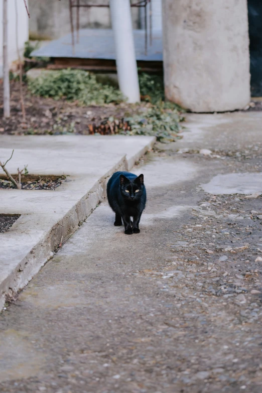 a black cat with an orange patch on its back