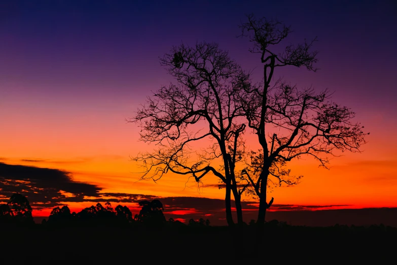 a tree stands in front of a purple sky