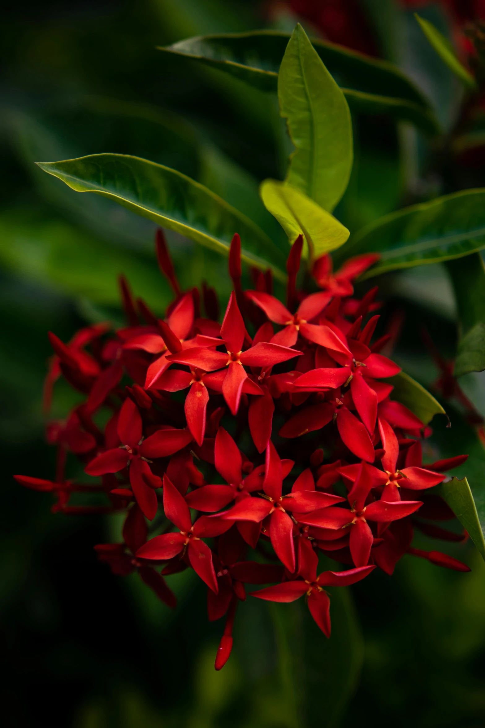 flowers are blooming on a bush like plant