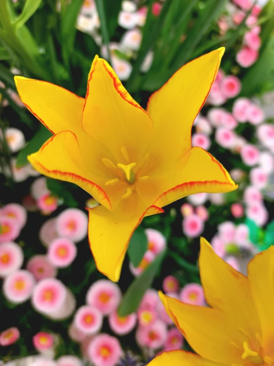 small yellow flowers are in a colorful arrangement