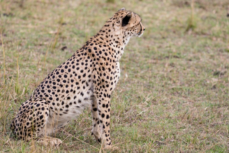 a big pretty cheetah standing on some grass