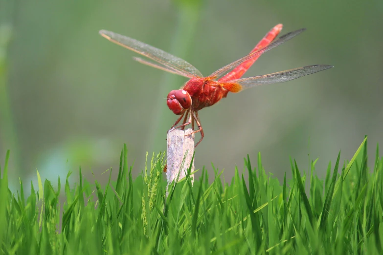 a couple of red dragonflies perched on top of some grass