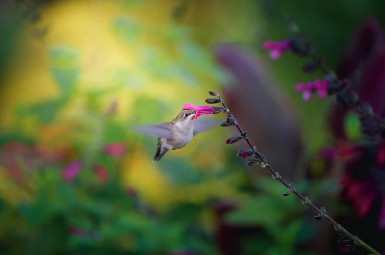 hummingbird hovering over flowered nch in outdoor setting