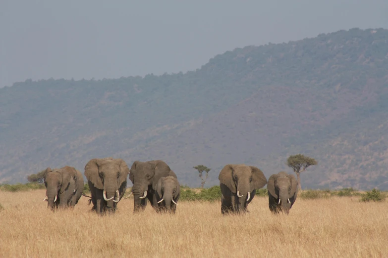 a herd of elephants walking across a dry grass covered field