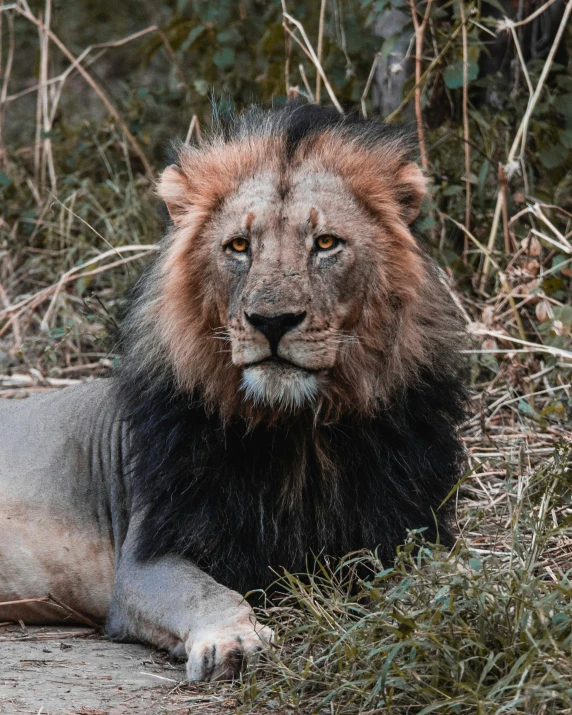 a close up of a lion on a dirt ground with trees in the background