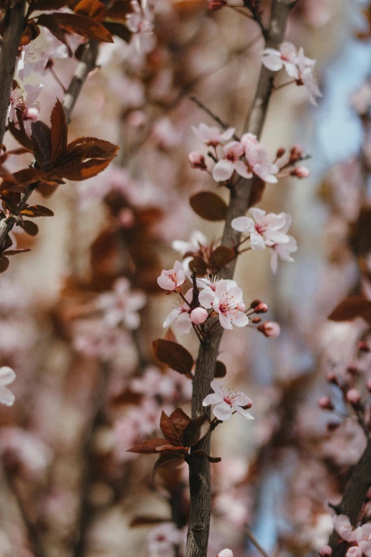 flowering trees in the background with brown leaves