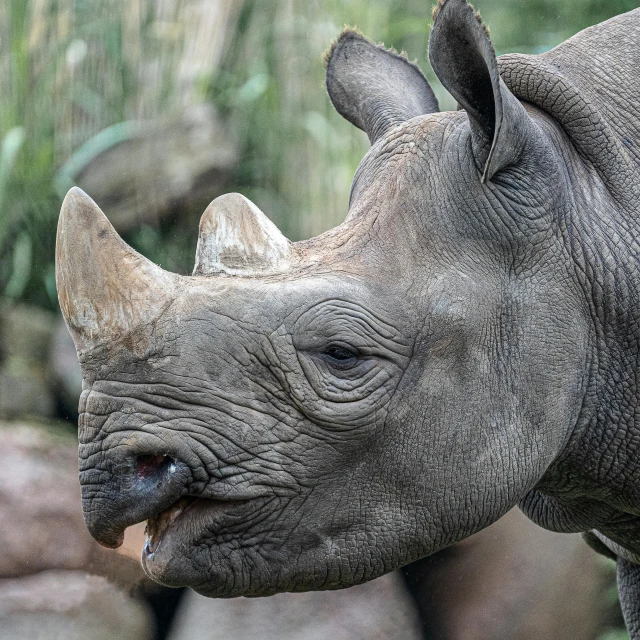 an adult rhino has its nose open to greet people