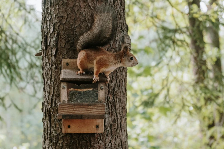 the squirrel is looking out from a bird house