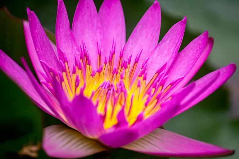 a bright pink flower with yellow stamen