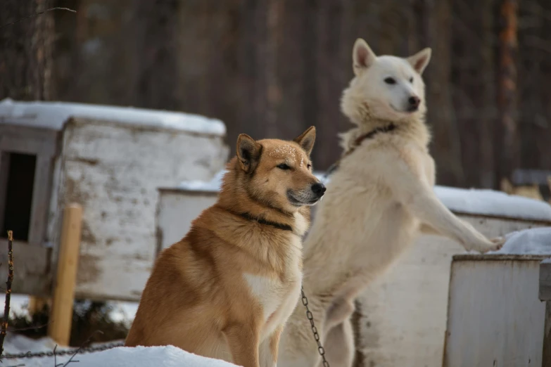 two dogs, one white and the other tan, are looking at each other