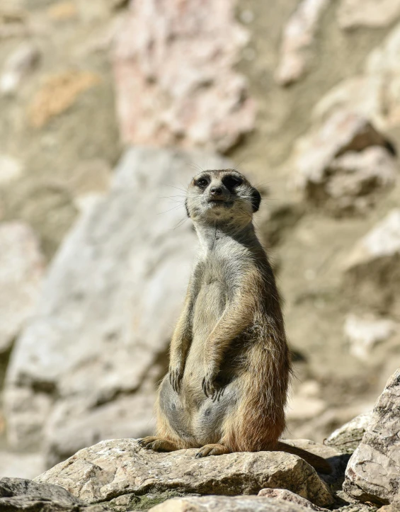 a small animal on the rocks near rocks