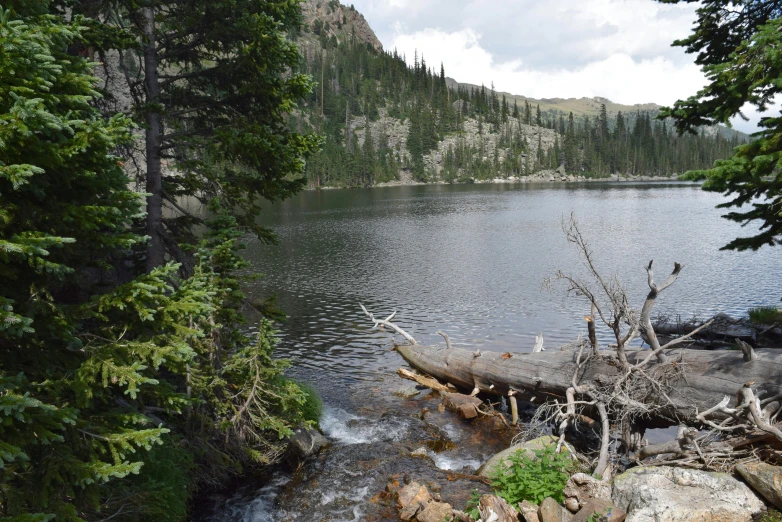 several birds perched on a log in the middle of a lake