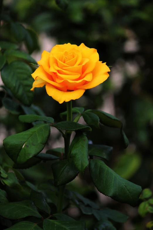 a yellow rose sitting on top of green leaves