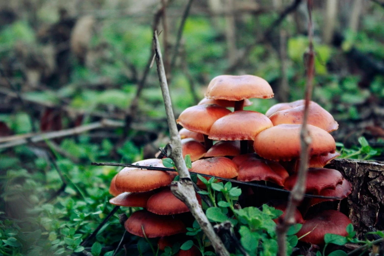 orange mushrooms are growing on the ground in a forest