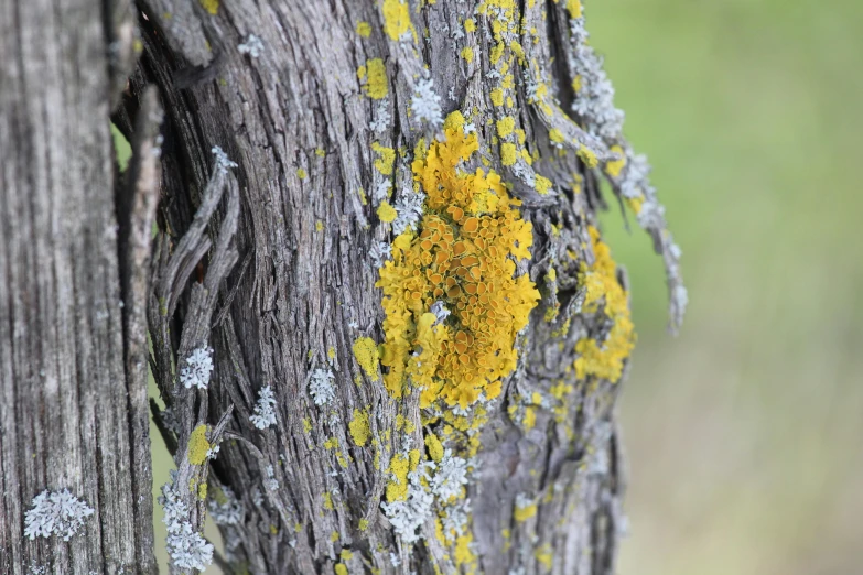 closeup of tree bark with yellow and gray lichen