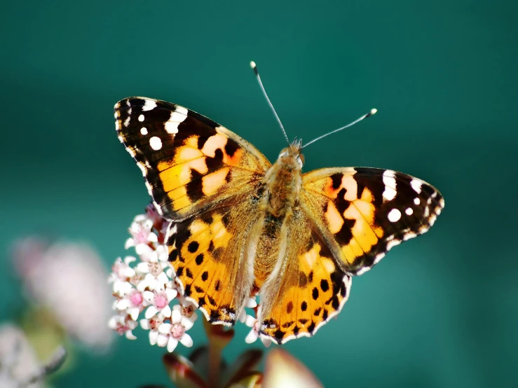 a erfly is resting on some small white flowers