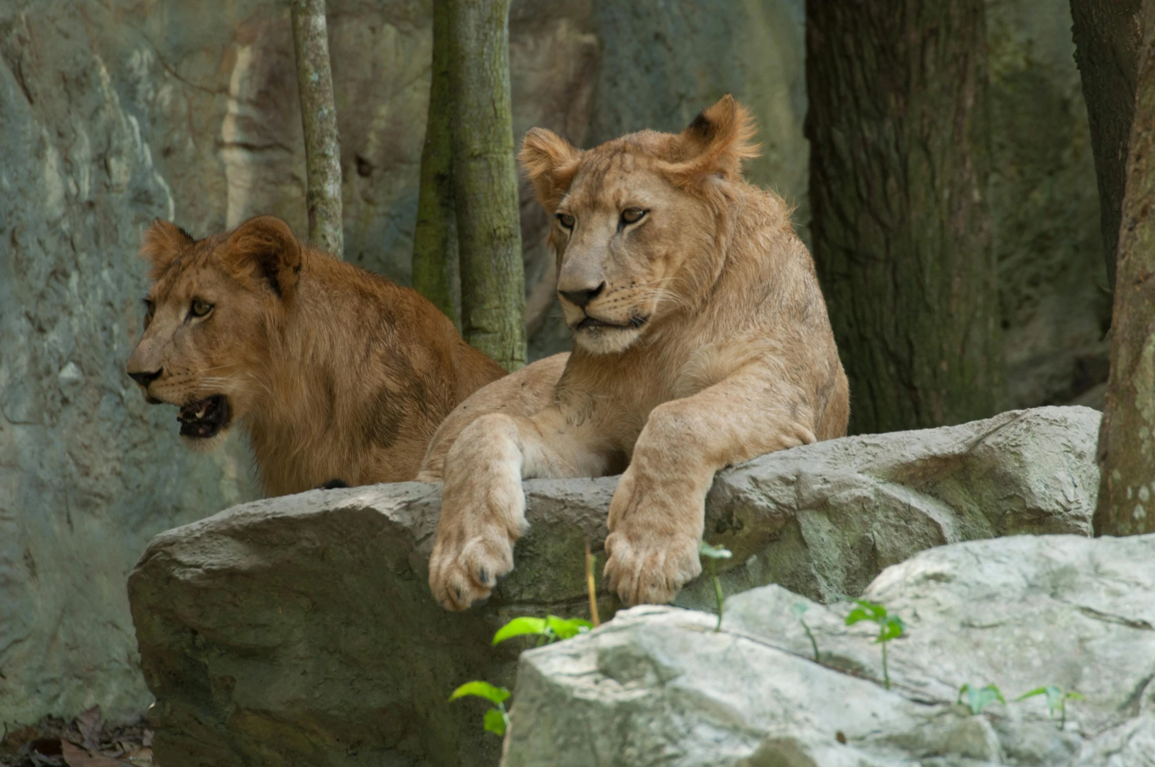 two young lions sitting on the rocks at the zoo