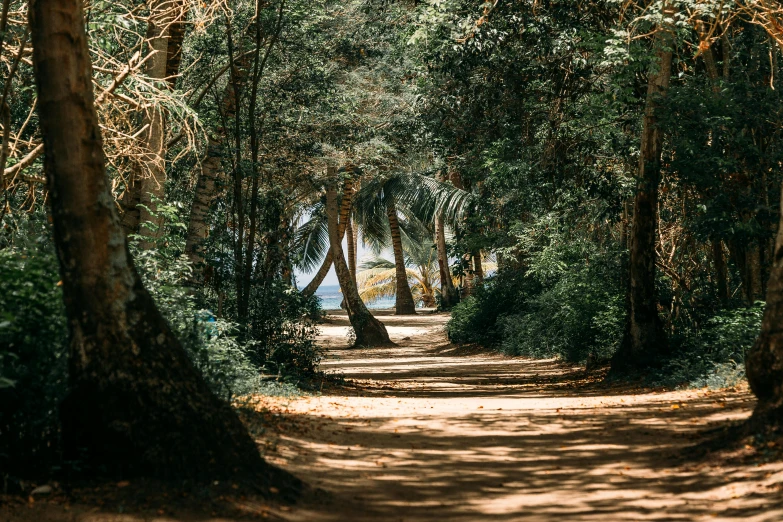 a dirt road surrounded by trees, water and grass