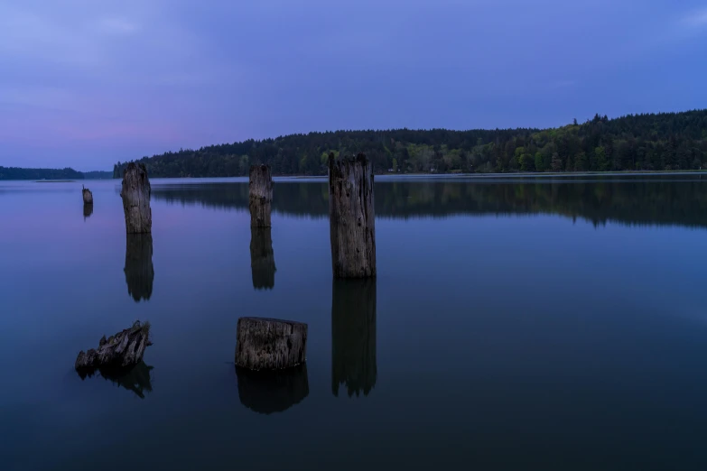 a large body of water with some old trees in the middle