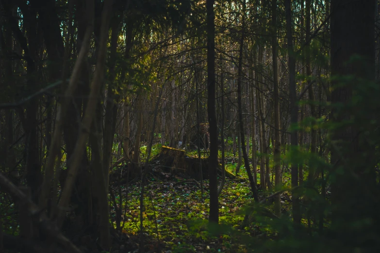 the woods are heavily shaded by a thicket of trees