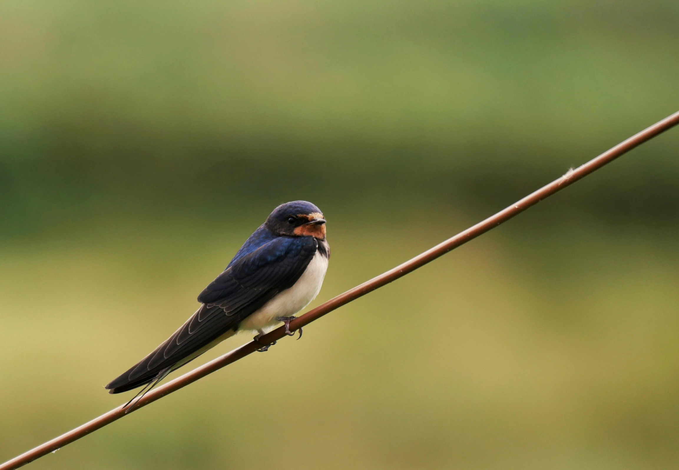 a small bird sitting on top of a thin wire