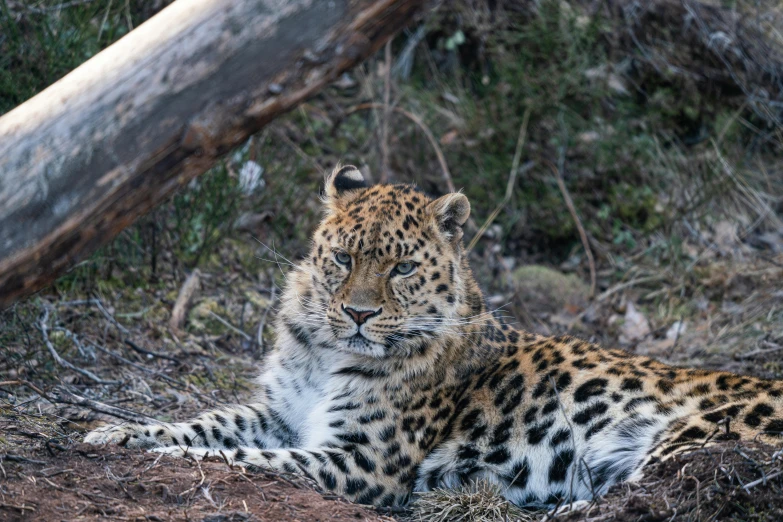 a small leopard lays down in the forest